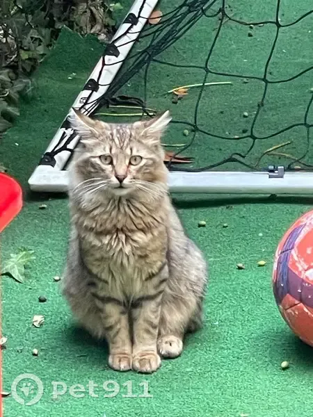 Maine Coon disparu à Aulnay-sous-Bois - photo