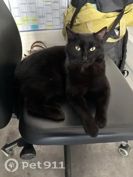 Chat noir trouvé, mâle castré, Angers - photo