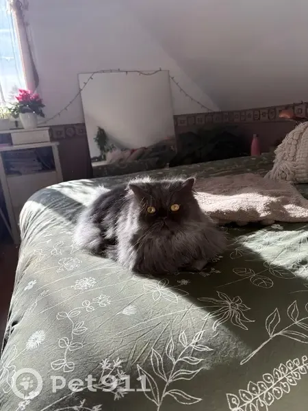 Saphir, chat persan gris perdu à Boissy - photo