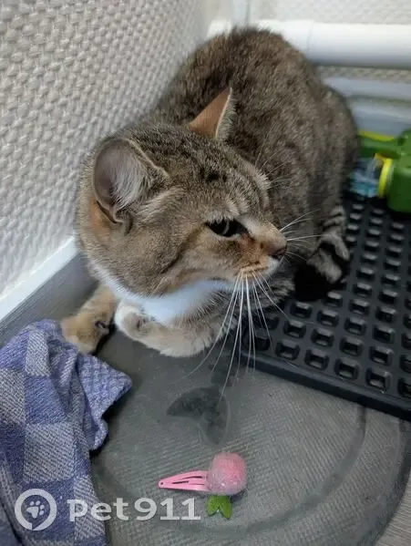 Jeune chat tigré-blanc trouvé à Rochefort - photo