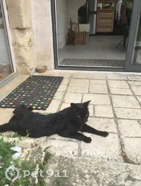 Chat noir et blanc perdu à Neuville-de-Poitou - photo