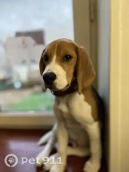 Chiot beagle perdu à Orgerus - photo