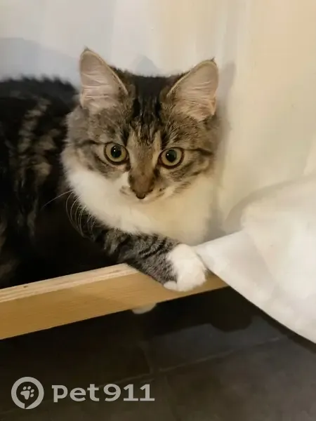 Chatte Sibérienne Luna perdue à Meyzieu - photo