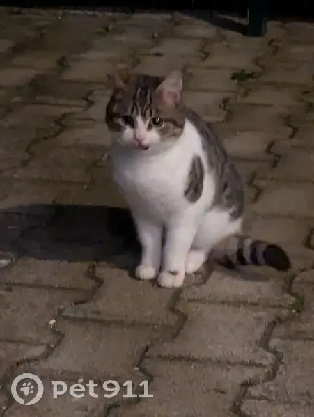Jeune chat tacheté trouvé à Aspères - photo