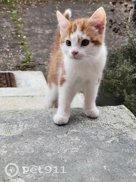 Chat perdu au Mans depuis le 14/01/2025 - photo