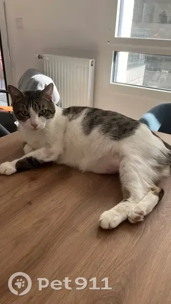 Chat perdu à Bordeaux, Rue des Maraîchers - photo