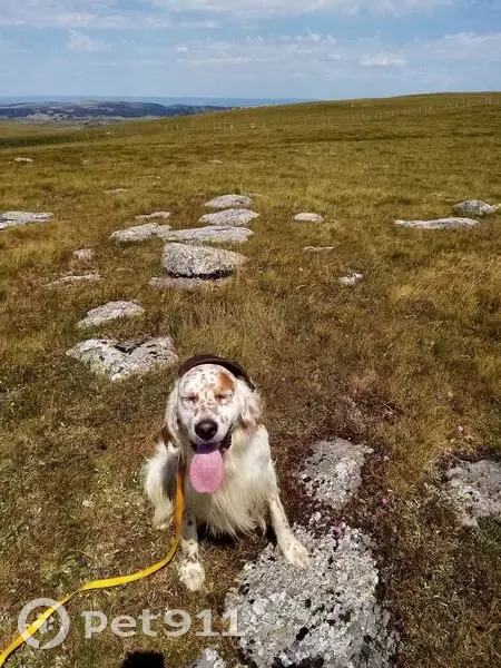 Setter Anglais blanc perdu à Aumont-Aubrac - photo