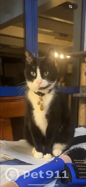 Chatte noire et blanche perdue à Guipavas - photo