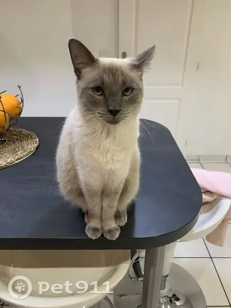 Urgent : Chatte siamoise épileptique perdue - photo