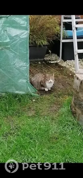 Chatte gestante trouvée à Villevaudé - photo