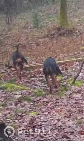 Deux chiens de chasse trouvés près d'un haras - photo