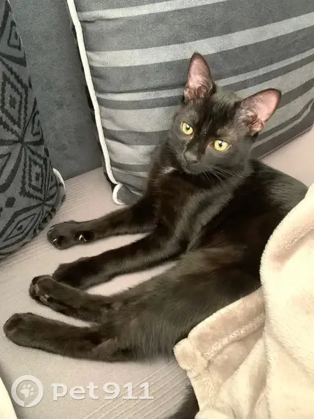 Chat noir 3 ans perdu à Rognac - photo