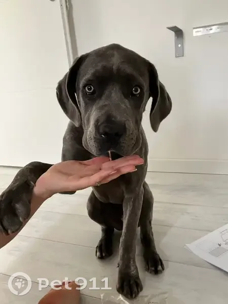 Cane Corso grise perdue à Mazé-Milon - photo