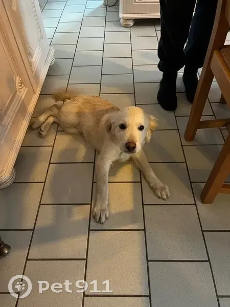 Chiot type golden blessé trouvé à Auby - photo