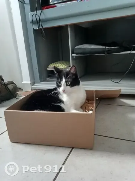 Chat européen noir et blanc perdu à Brindas - photo