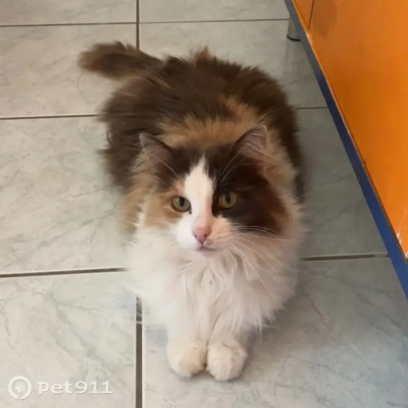 Chatte tricolore disparue à Surgères - photo