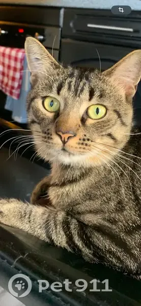 Chat tigre sociable perdu à Bischheim - photo