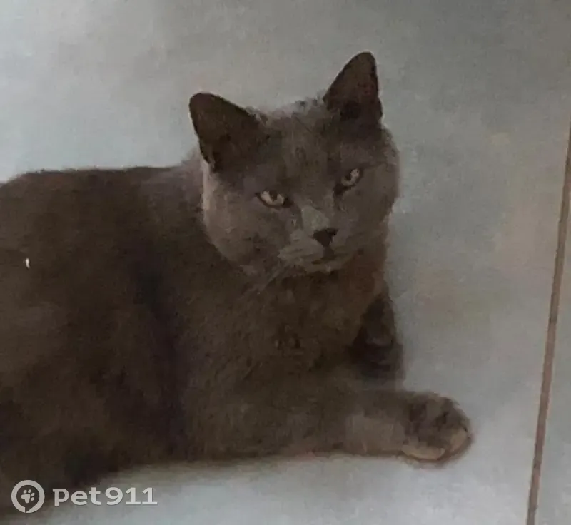 Chat Chartreux perdu à Vittel 09/01/25 - photo
