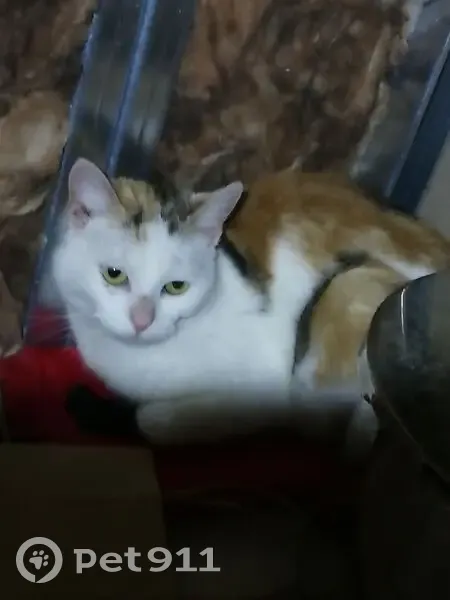 Chatte blanche tachetée trouvée aux Laubies - photo