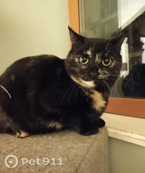 Chatte écaille disparue à Royat - photo