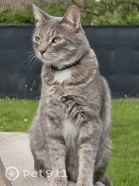 Chat gris tigré 3 ans perdu à Courpière - photo