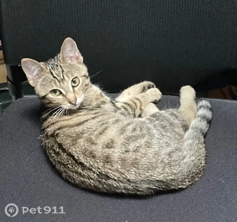 Chatte perdue à Drancy, 7 mois - photo