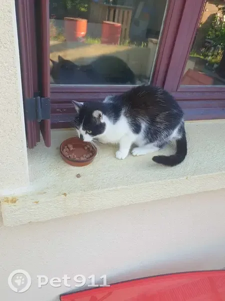 Chat européen noir et blanc perdu à Méry - photo