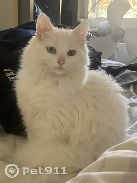Chaton angora turc perdu à Toulon - photo