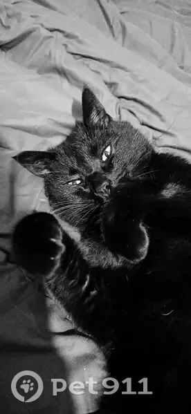 Chat noir disparu, Place du Marché, Maurs - photo