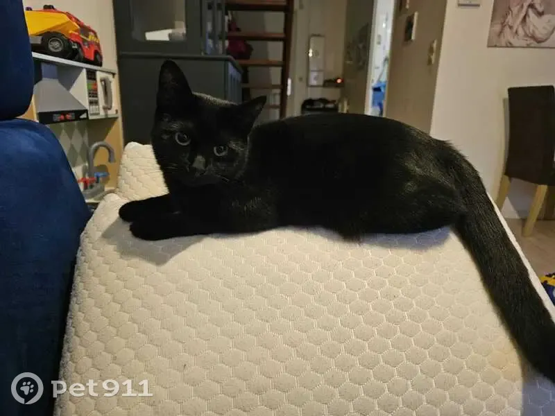 Chat noir femelle perdu à Méry-sur-Oise - photo