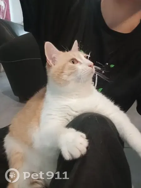 Griffon, chat roux et blanc perdu à Montpellier - photo