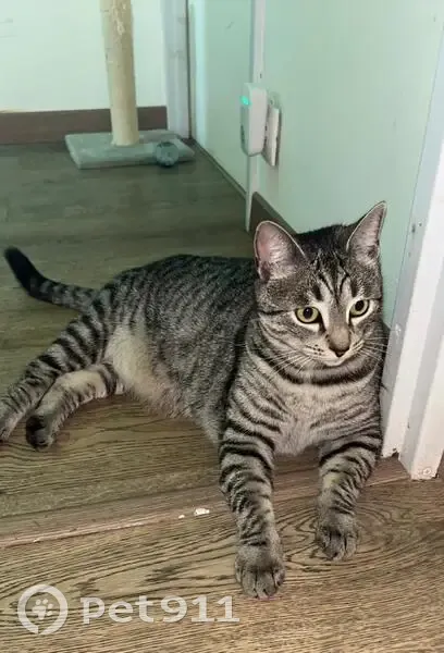 Chatte tigrée disparue à Pontlieue - photo