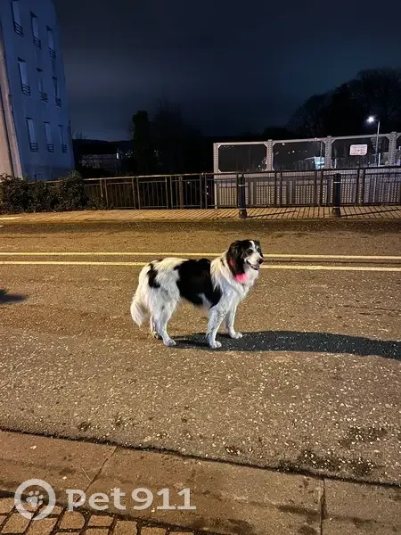 Chien peureux trouvé à Gare Rive Droite - photo