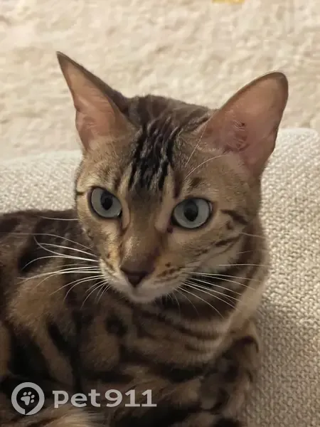 Chat gris tacheté perdu à Marseille - photo