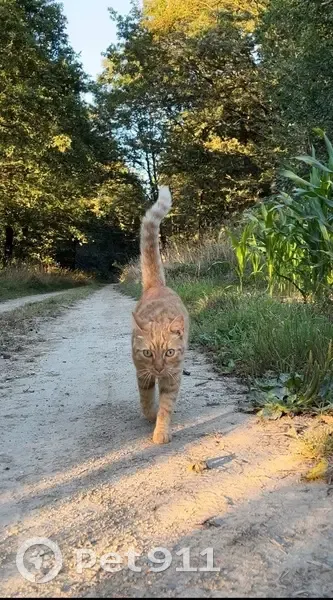 Seltic, chat roux perdu à Melesse - photo