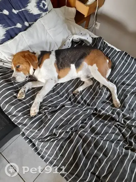 Beagle perdu à Châteaubourg, urgent ! - photo