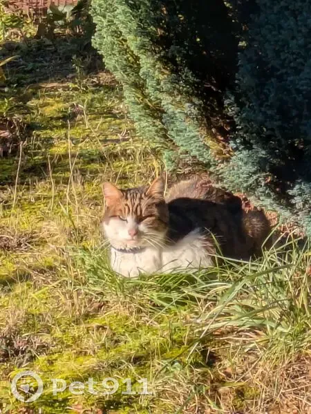Chatte trouvée à Bourges, non identifiée - photo