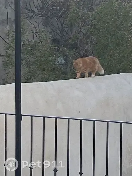 Chat perdu à Gruissan, 5 ans, voir photo - photo
