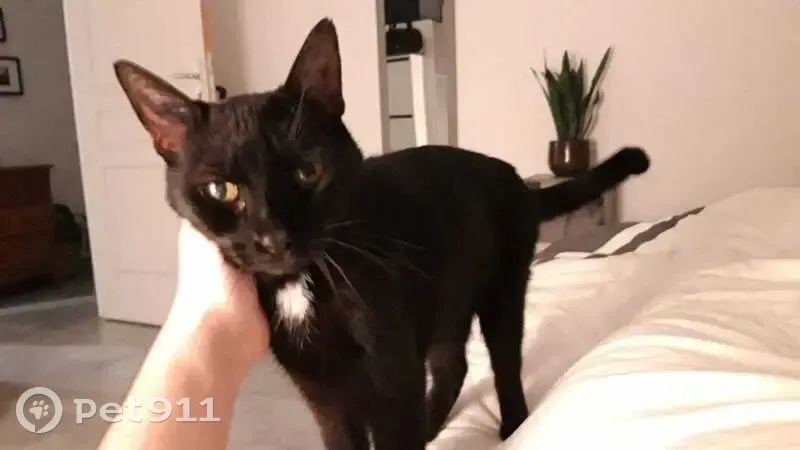 Chatte noire perdue, Mons-en-Pévèle - photo