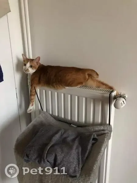 Chat perdu : Emile, blanc et roux, Lyon - photo