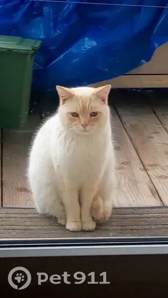 Chatte blanche disparue à Toulouse - photo