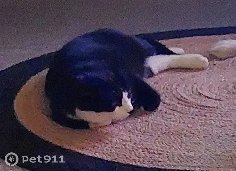 Chat noir et blanc perdu à Ceyrat - photo