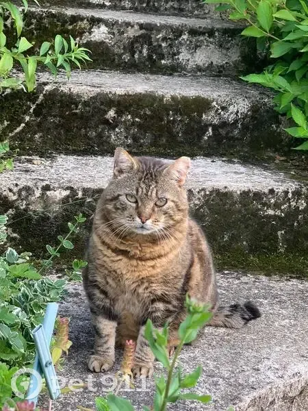 Chat tigré mâle perdu à Plappeville - photo