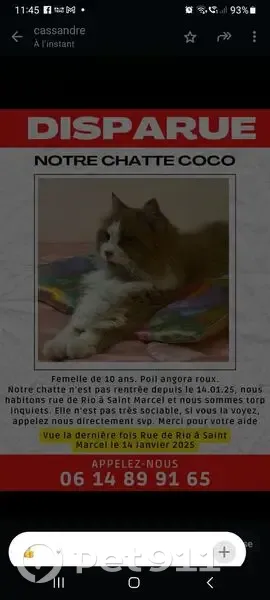 Chatte rousse angora perdue à Saint-Marcel - photo