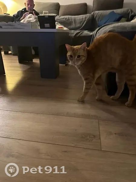 Chat perdu : mâle craintif, Éguilles - photo