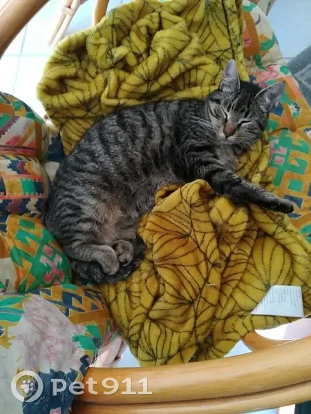 Chat tigré 3 ans disparu à La Chapelle - photo