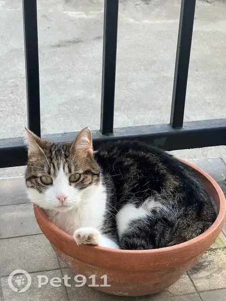 Chat européen disparu, boiterie, Rouen - photo