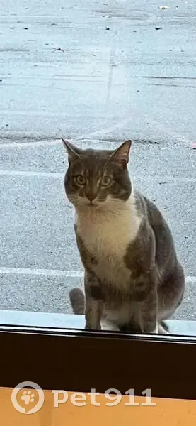 Chat tigré blanc/gris perdu à Argenteuil - photo