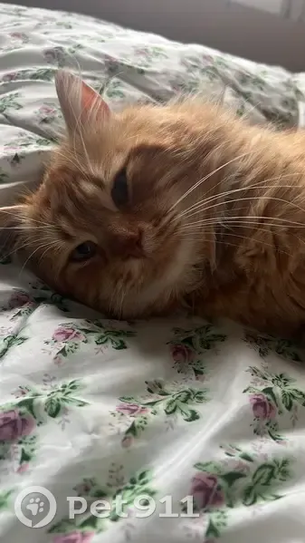 Chat roux perdu près clinique vétérinaire - photo