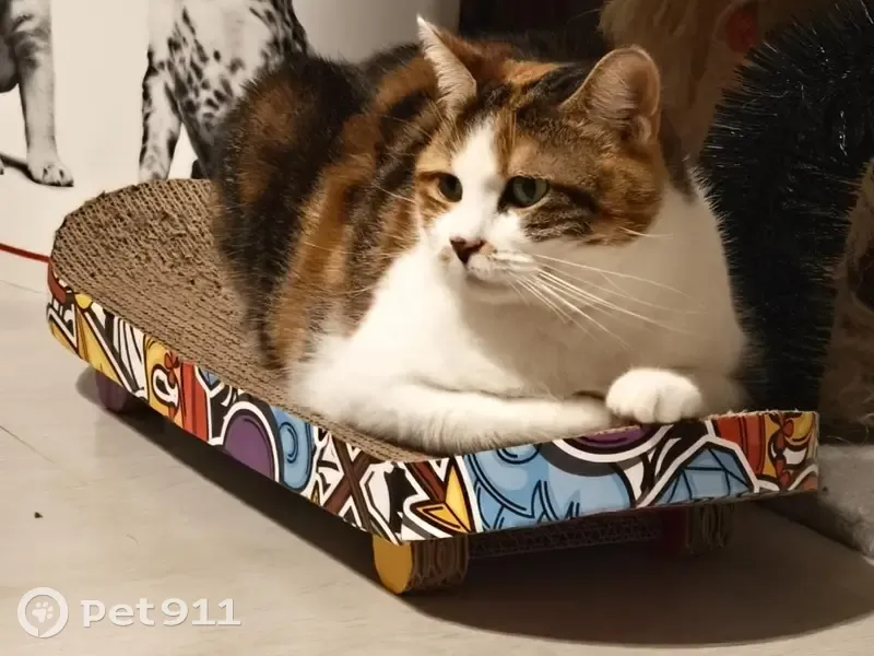 Chatte tricolore disparue à Mignères - photo